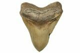 Huge, Fossil Megalodon Tooth - Serrated Blade #271102-1